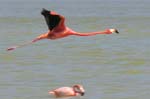 flamingos_09