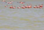 flamingos_13