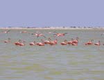 flamingos_14