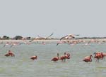 flamingos_15