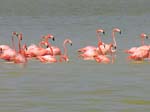 flamingos_16