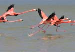 flamingos_17