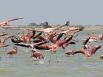 flamingos_18