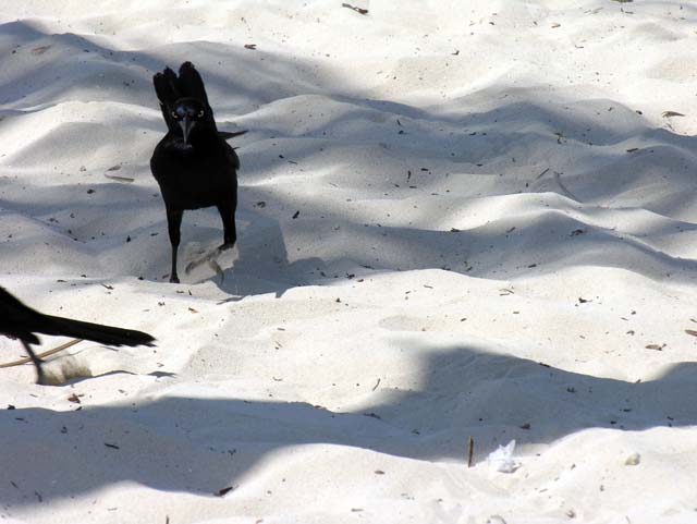 great-tailed_grackle_01