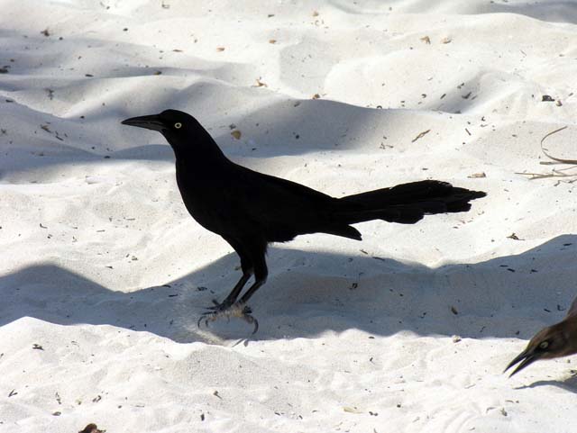 great-tailed_grackle_02