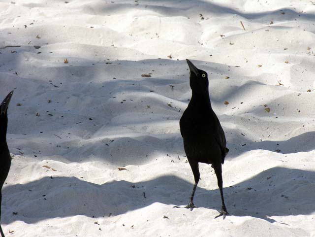 great-tailed_grackle_03