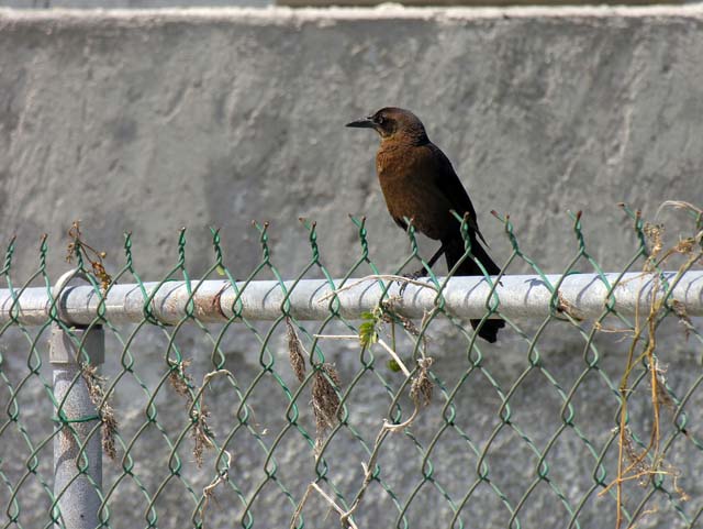 great-tailed_grackle_04