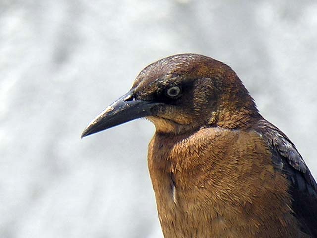 great-tailed_grackle_05