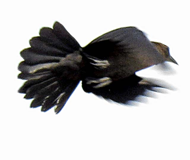 great-tailed_grackle_06