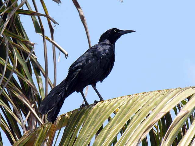 great-tailed_grackle_07