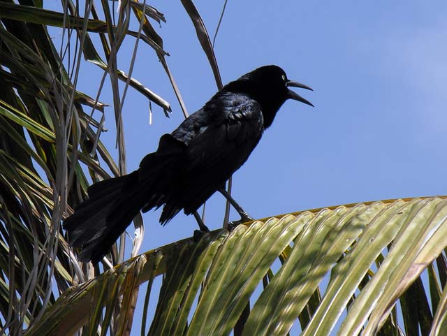 great-tailed_grackle_09