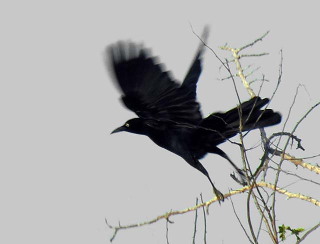 great-tailed_grackle_10