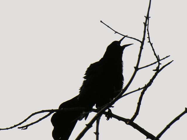 great-tailed_grackle_11