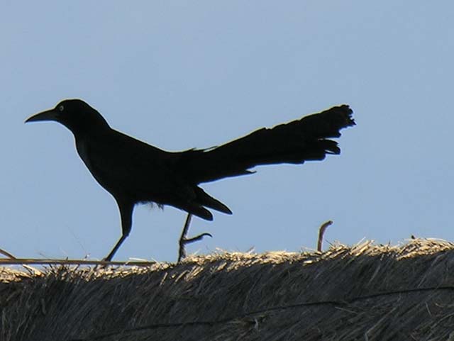 great-tailed_grackle_12