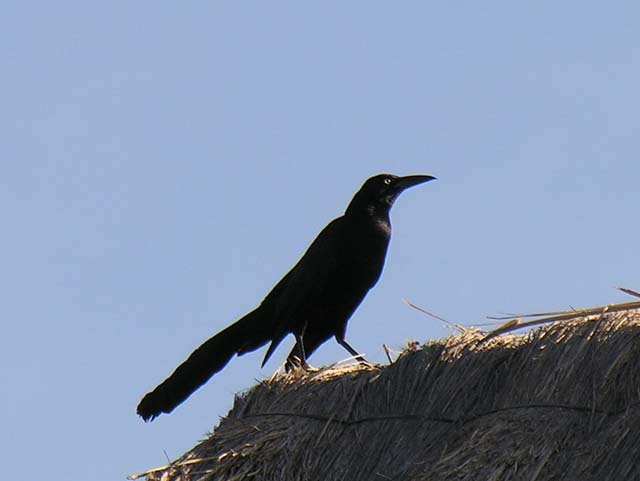 great-tailed_grackle_13