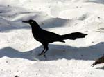 great-tailed_grackle_02