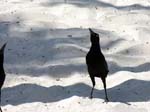 great-tailed_grackle_03