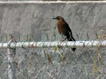 great-tailed_grackle_04