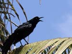 great-tailed_grackle_08