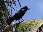 great-tailed_grackle_09