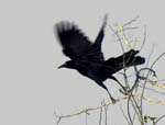 great-tailed_grackle_10