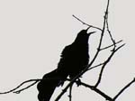 great-tailed_grackle_11