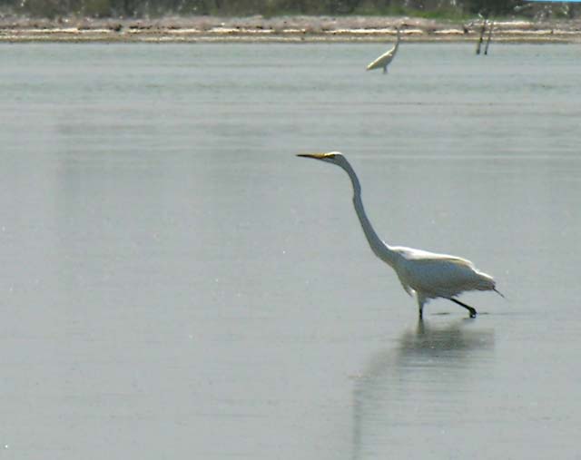 great_egret_1