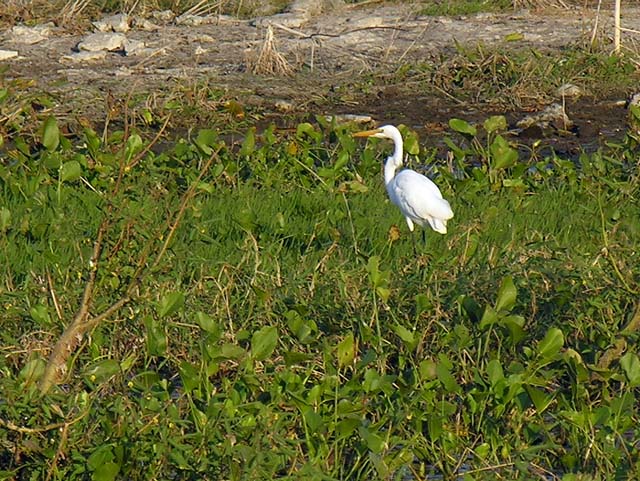 great_egret_2