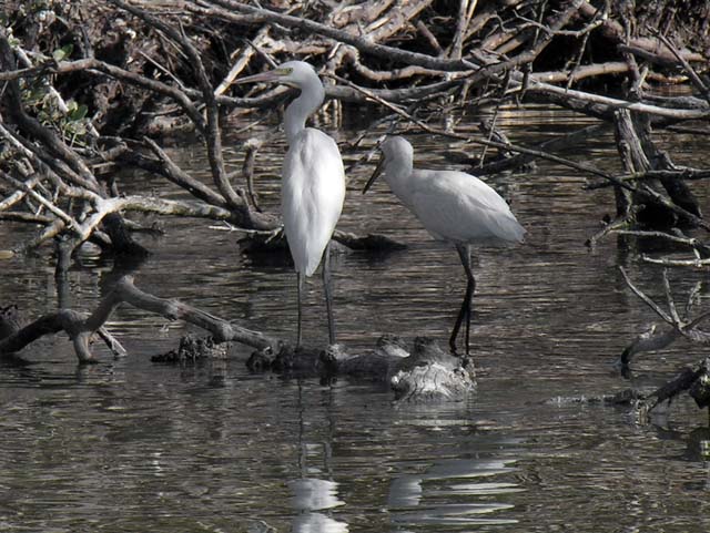 great_egret_4