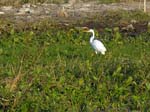 great_egret_2