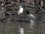 great_egret_3