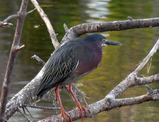 green_heron_1