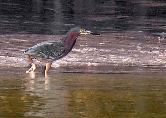green_heron_2