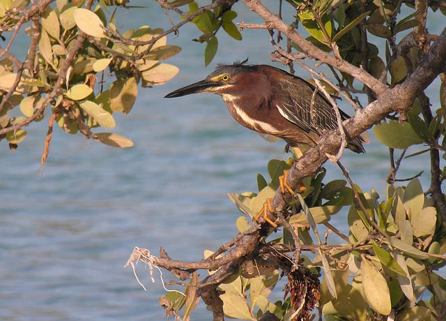 green_heron_4