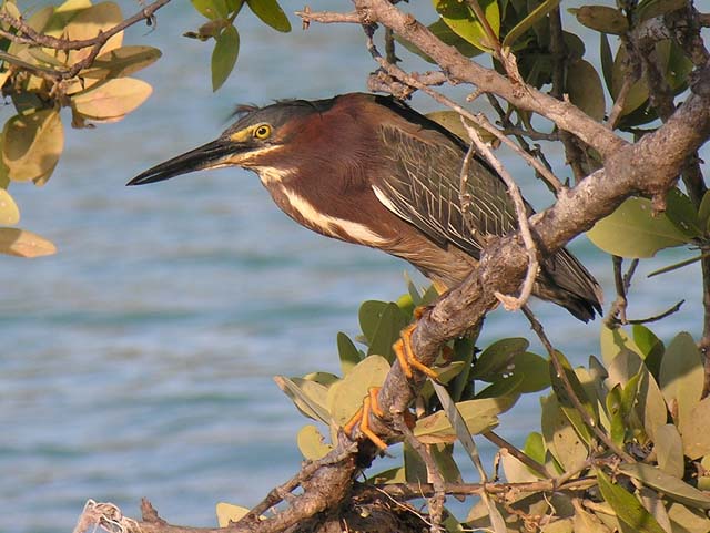green_heron_5