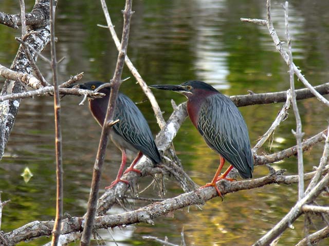 green_heron_6