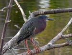 green_heron_1