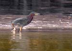 green_heron_2