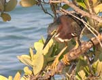 green_heron_3