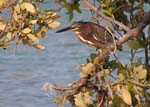green_heron_4