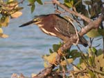 green_heron_5