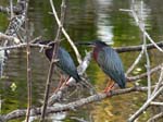 green_heron_6