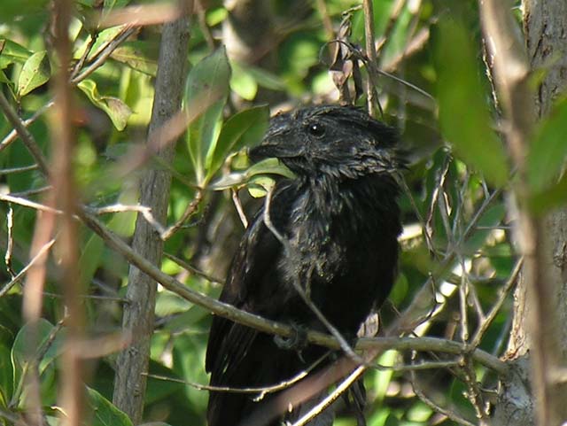 groove-billed_ani_1