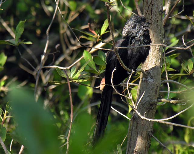 groove-billed_ani_2