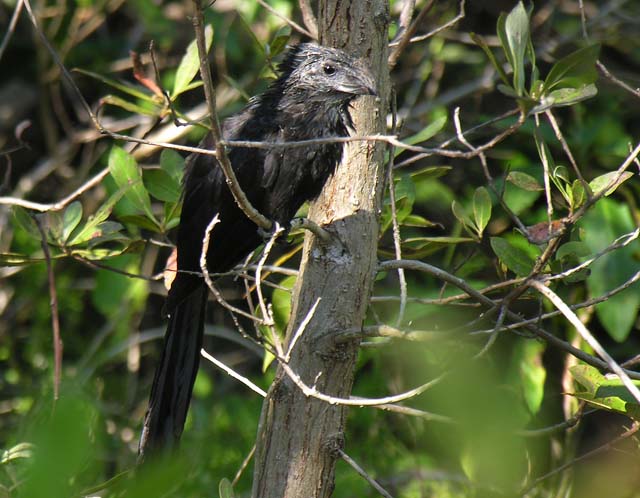 groove-billed_ani_3