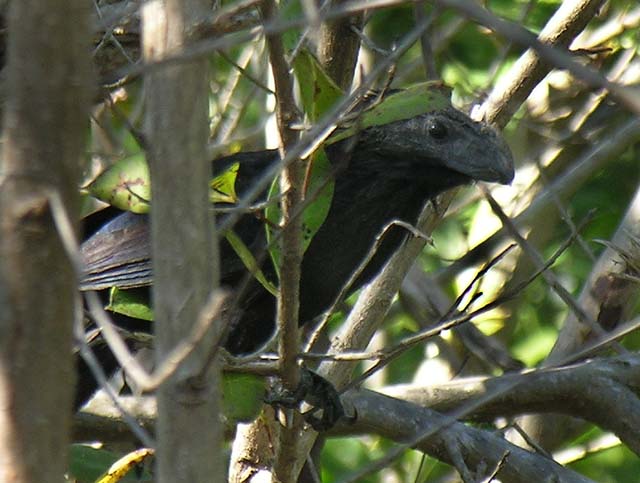 groove-billed_ani_6