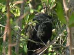 groove-billed_ani_1