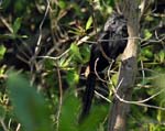 groove-billed_ani_2
