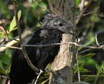 groove-billed_ani_4