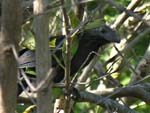 groove-billed_ani_6
